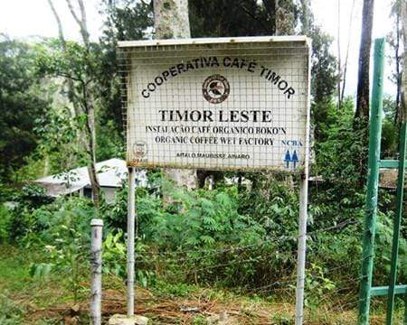 Timor Cooperativa Café - Image 3
